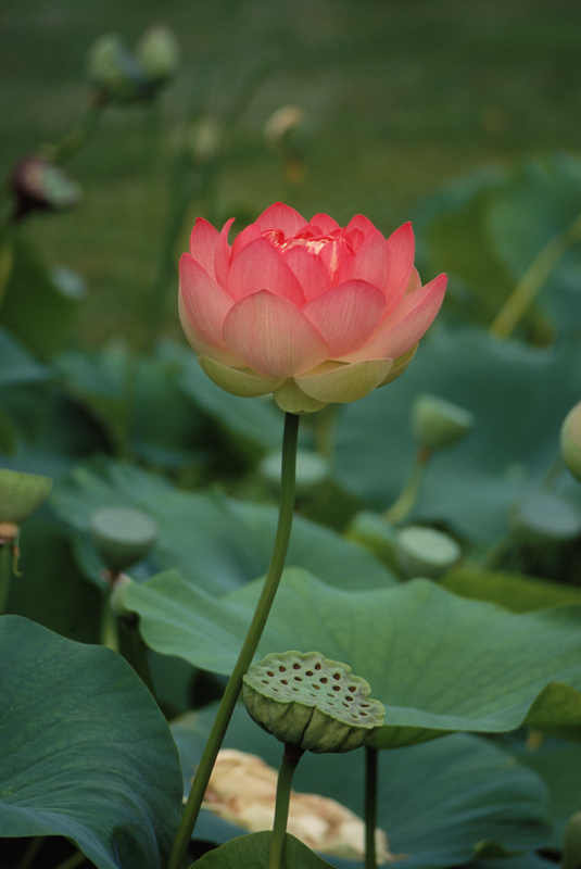 Standing Lotus